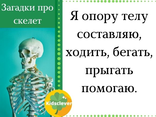 Загадки про скелет
