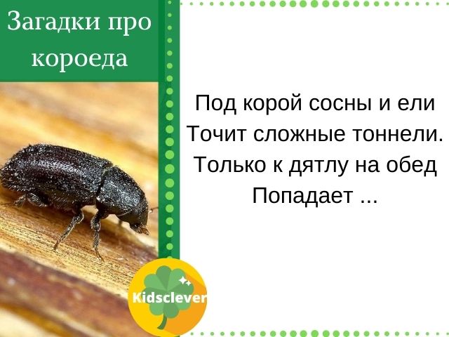 Загадки про жука короеда