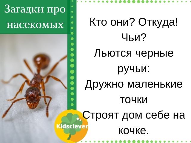 Загадки про насекомых для детей