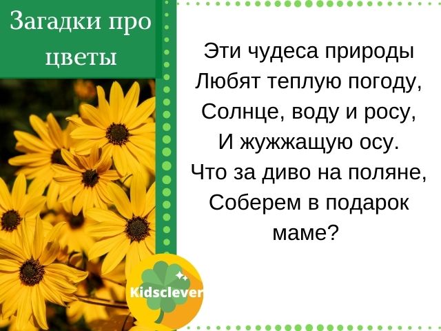 Загадки про цветы