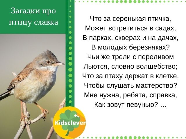 Загадки про птицу cлавка