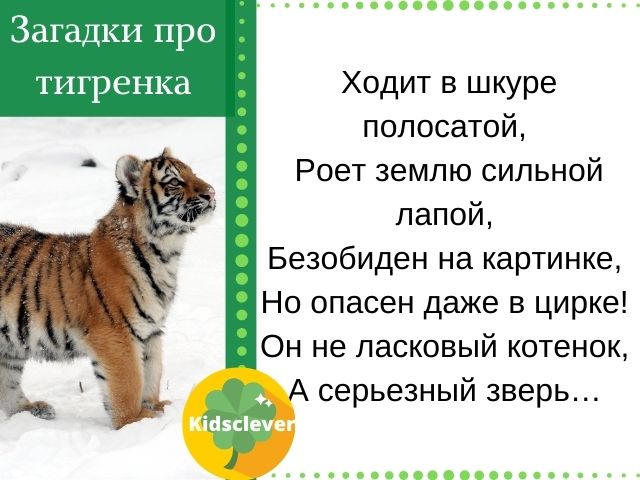Загадки про тигренка